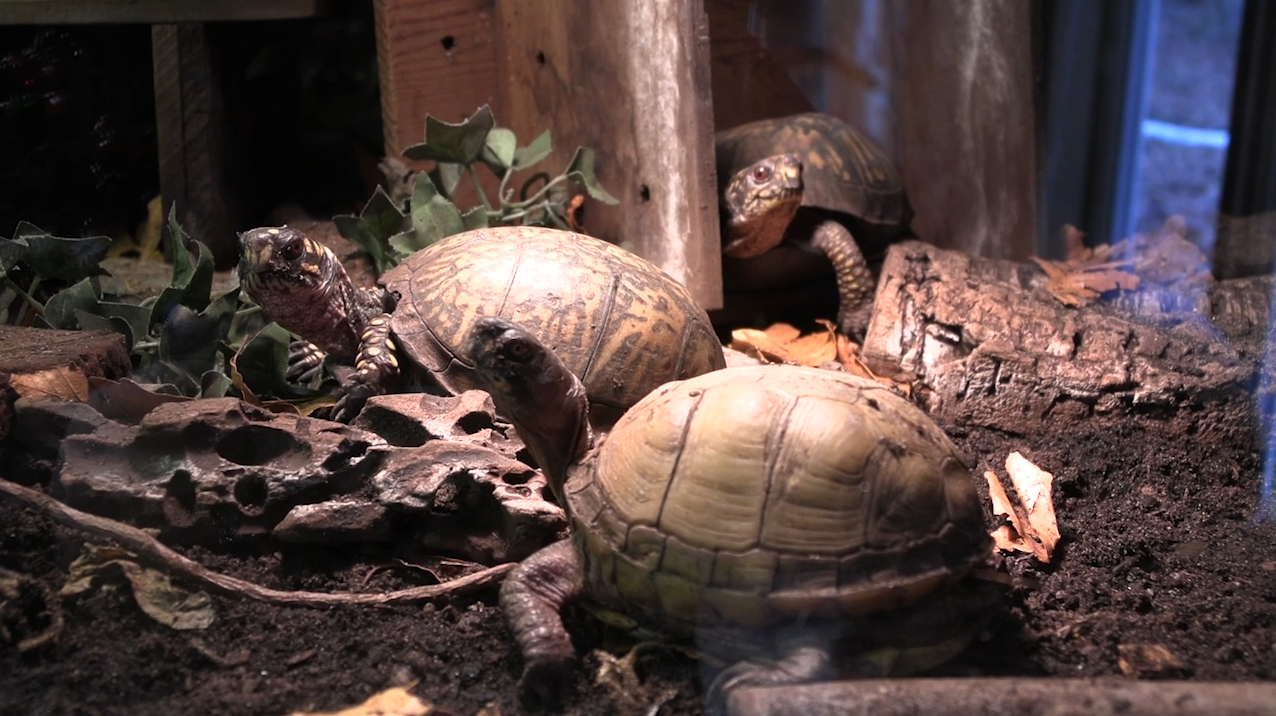 Herptiles take center stage at Johnny Appleseed Metro Parks